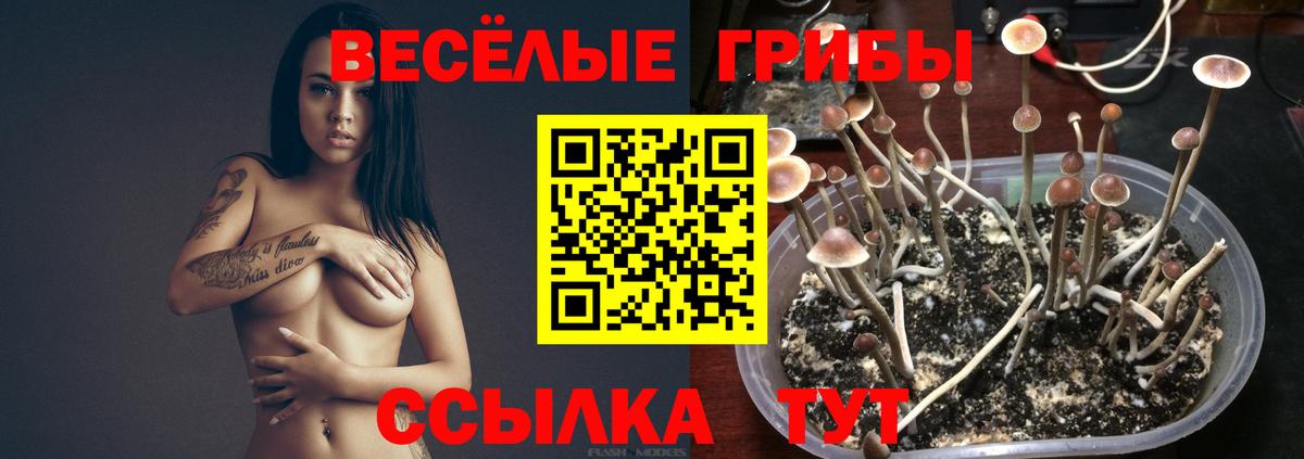Галлюциногенные грибы Cubensis  Вход с VPN  Галлюциногенные грибы Psilocybe  Северобайкальск 